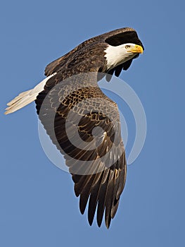 Bald Eagle in Flight