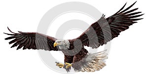 Bald eagle fly color vector.