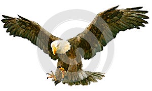 Bald eagle fly landing vector.