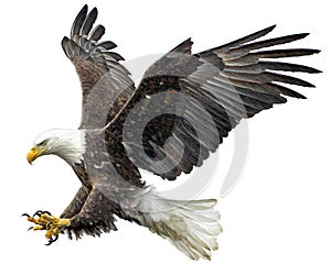 Bald eagle fly landing vector.