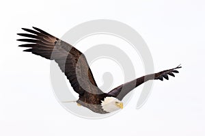 Bald Eagle flying img