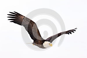 Bald Eagle flying
