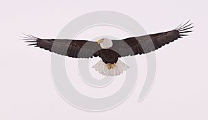 Bald Eagle flying