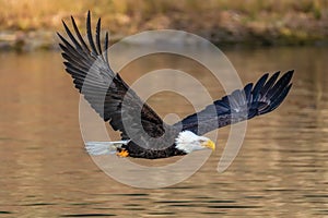 Bald Eagle flying