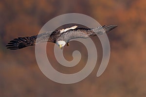 Bald Eagle Flying