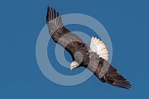 Bald Eagle Flying