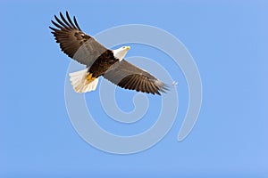 Bald eagle flying