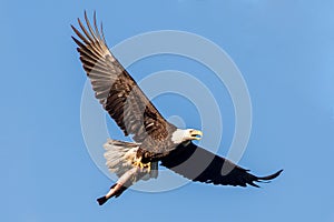 Bald eagle flying