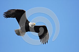 Bald eagle flying img