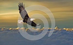 Bald eagle flying above the clouds