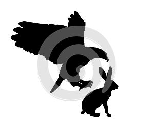 Bald eagle flying and attack rabbit vector silhouette illustration isolated on white background.