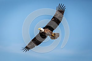 Bald eagle flying in a blue sky