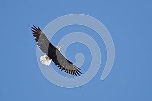 Bald Eagle Flying in a Blue Sky