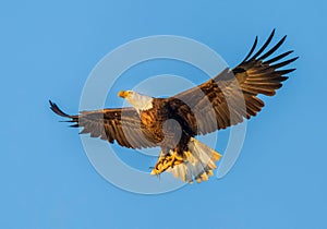 Bald eagle flying in the blue sky and holding a fish in sunny weather