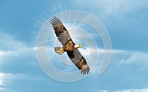 Bald Eagle Flying in Blue Sky with Sun over wing