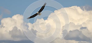 Bald Eagle Flying in Clouds