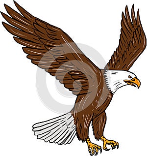 Bald Eagle Flying Drawing