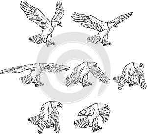 Bald Eagle Flying Drawing Collection Set