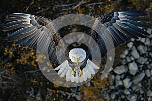 A bald eagle flying fast. Generative AI