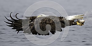 Bald eagle flying with fish.