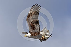 Bald Eagle Flying with a Fish