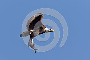 Bald Eagle Flying with a Fish