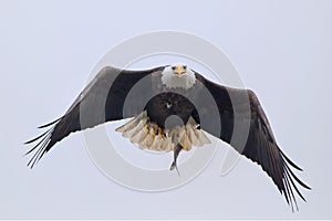 Bald eagle flying with fish.