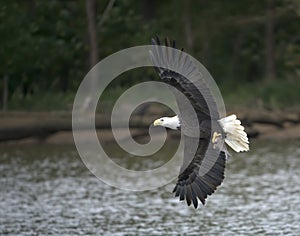 Bald eagle flying with fish on the James River in Virginia