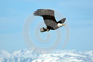 Bald Eagle flying with fish over Bay in Homer Alaska