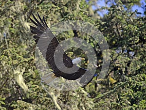 Bald eagle flying in forest