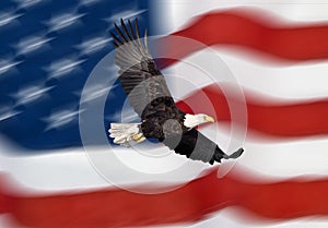 Bald eagle flying in front of the American flag