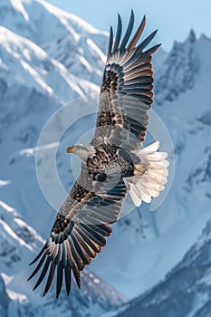 Bald Eagle Flying in Front of Snowy Mountain