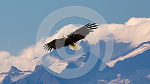 Bald eagle flying and gliding slowly and majestic