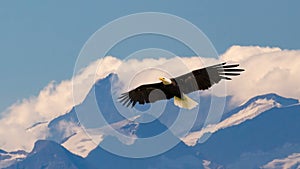 Bald eagle flying and gliding slowly and majestic