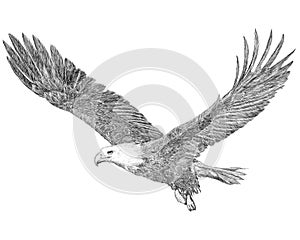 Bald eagle flying hand draw sketch black line on white background