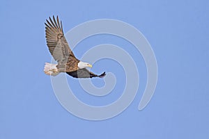 Bald Eagle flying high on a clear day