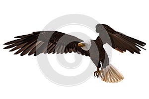 Bald eagle flying isolated on white 3d illustration