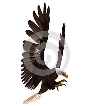 Bald eagle flying isolated on white 3d illustration