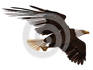 Bald eagle flying isolated on white 3d illustration