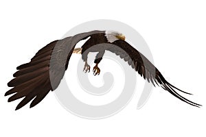 Bald eagle flying isolated on white 3d illustration