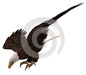 Bald eagle flying isolated on white 3d illustration