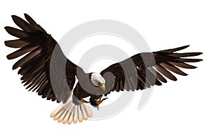 Bald eagle flying isolated on white 3d illustration
