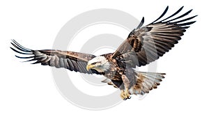 Bald eagle flying isolated on white background. Generative AI