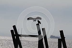 A bald eagle flying in for a landing