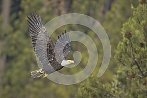 Bald eagle flying low in Idaho