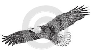 Bald eagle flying monochrome vector.
