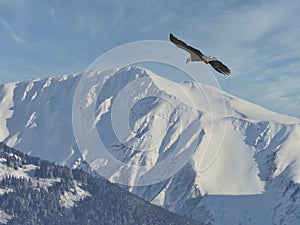 Bald eagle flying near snow covered mountain in Alaska