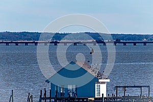 A bald eagle flying off the roof of the boathouse on the Rappahannock River in eastern Virginia