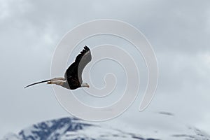 Bald eagle flying with outstretched wings in Alaska USA