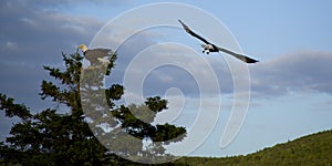 Bald eagle flying over another one